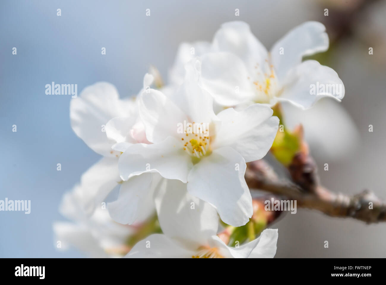 Sakura Cherry blossoms for spring background japan Stock Photo - Alamy