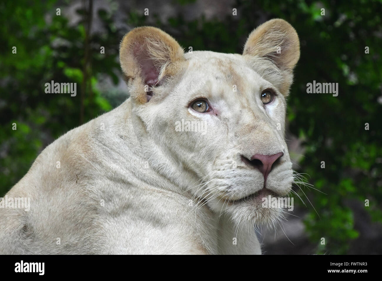 Young white African lioness close up portrait in zoo environment Stock Photo