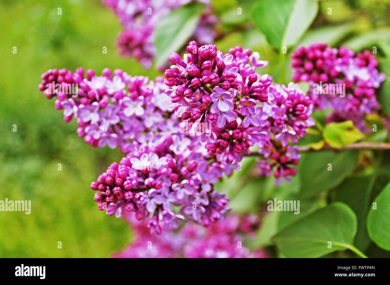 Green branch with spring lilac flowers Stock Photo