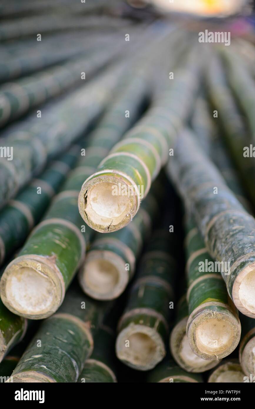 Bambu branches Stock Photo