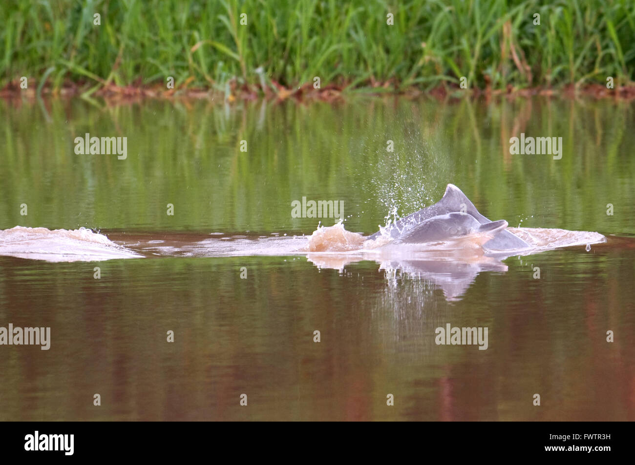 Freshwater pink dolphins in one of the tributaries of the Amazon to Iquitos about 40 kilometers near the town of Indiana. In his youth these dolphins are gray. Iquitos, Loreto, Peru. Stock Photo