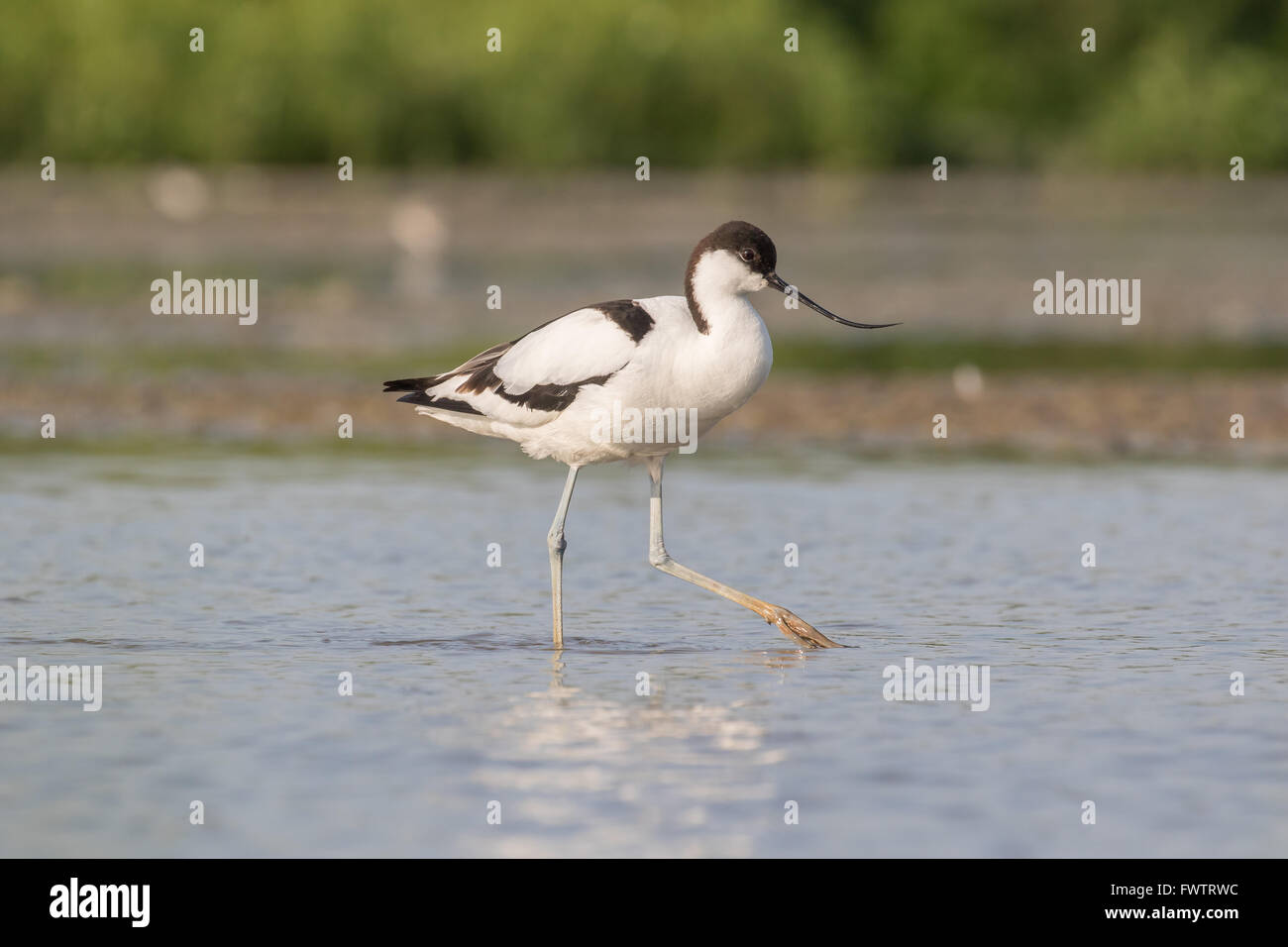 a pied avocet walking in shallow water Stock Photo