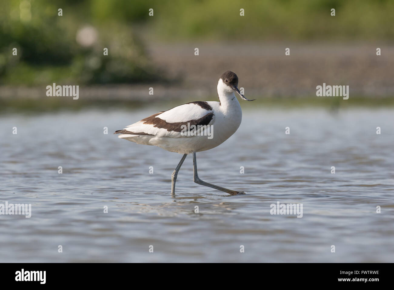 Pied avocet walking with long legs in shallow water Stock Photo