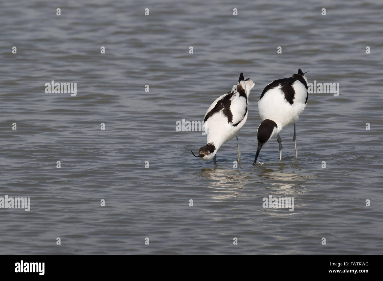 A female pied avocet indicates to her male partner that she is ready to mate Stock Photo