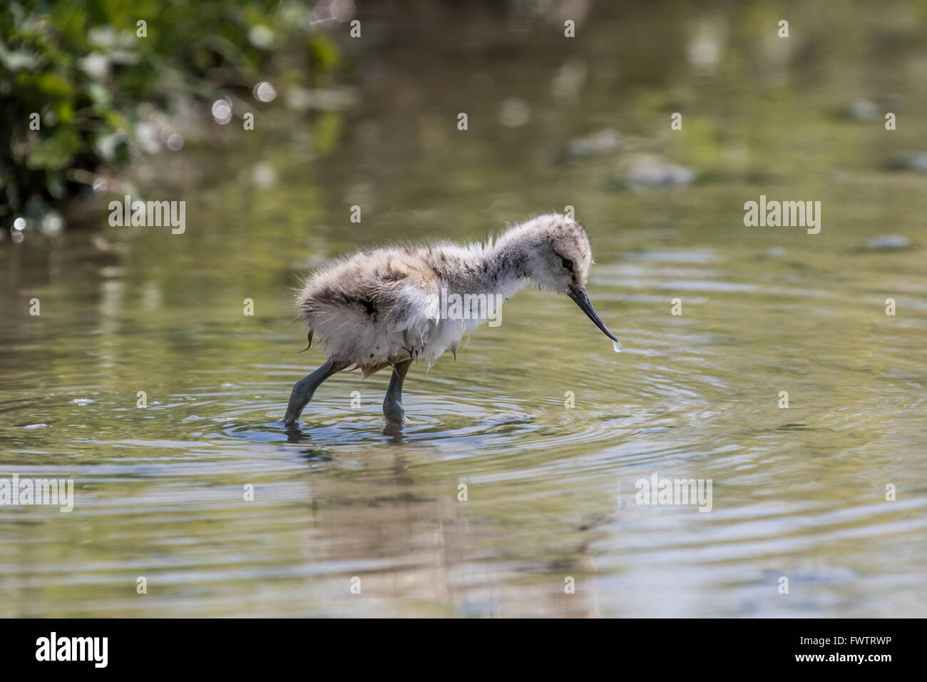Pied avocet chick foraging in muddy water Stock Photo