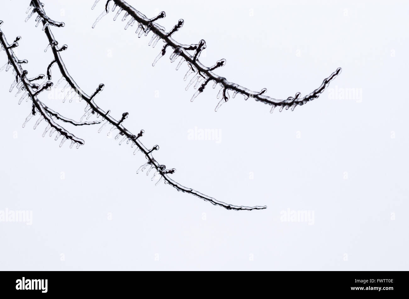 Black frozen ice-covered twigs on white. Stock Photo