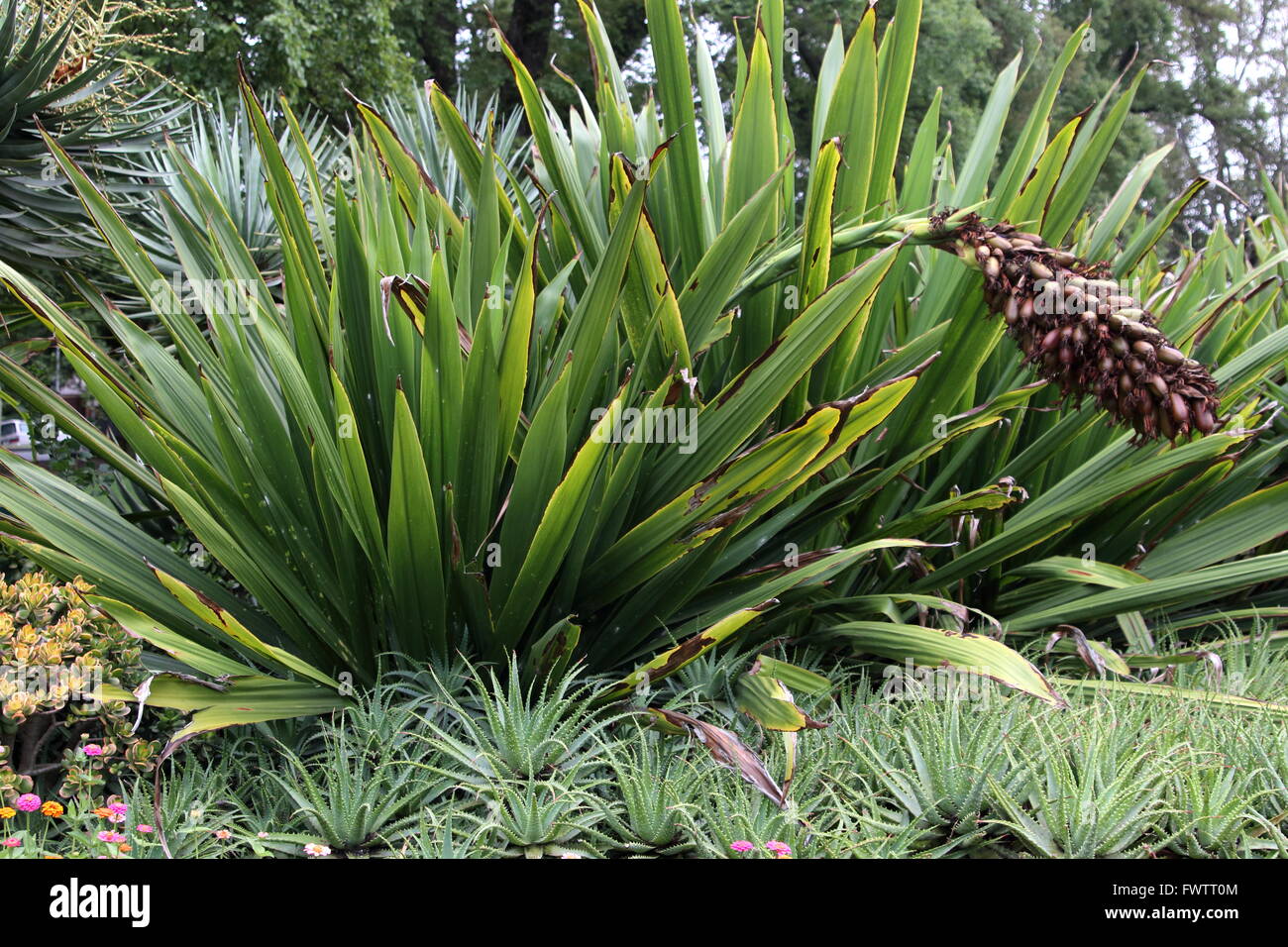 Doryanthes excelsa  or also known as Native Gymea Lily, Flame Lily, Spear Lily, Gigantic Lily, Torch Lily, lllawarra Lily Stock Photo