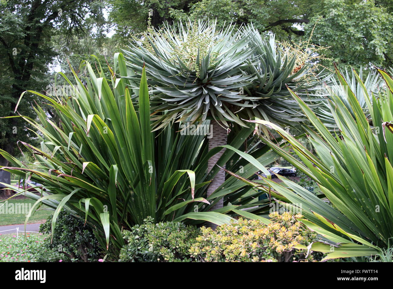Group of desert plants like Agave, Native Gymea Lily and Jade plant at Fitzroy Garden Melbourne Victoria Australia Stock Photo
