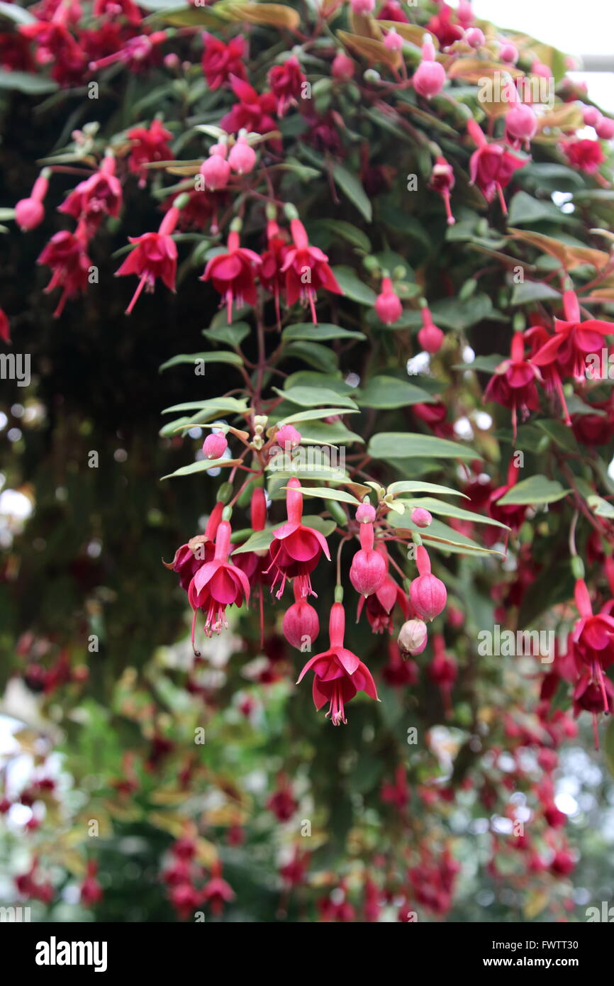 Red and Fuchsia in full bloom hanging down from hanging basket Stock Photo