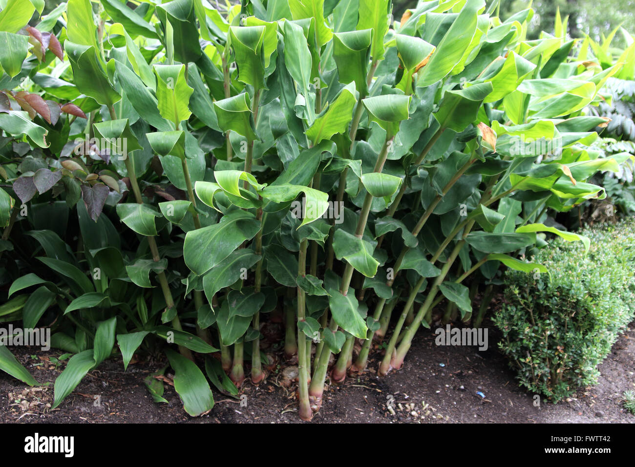 Healthy looking Ornamental ginger plants in the ground Stock Photo