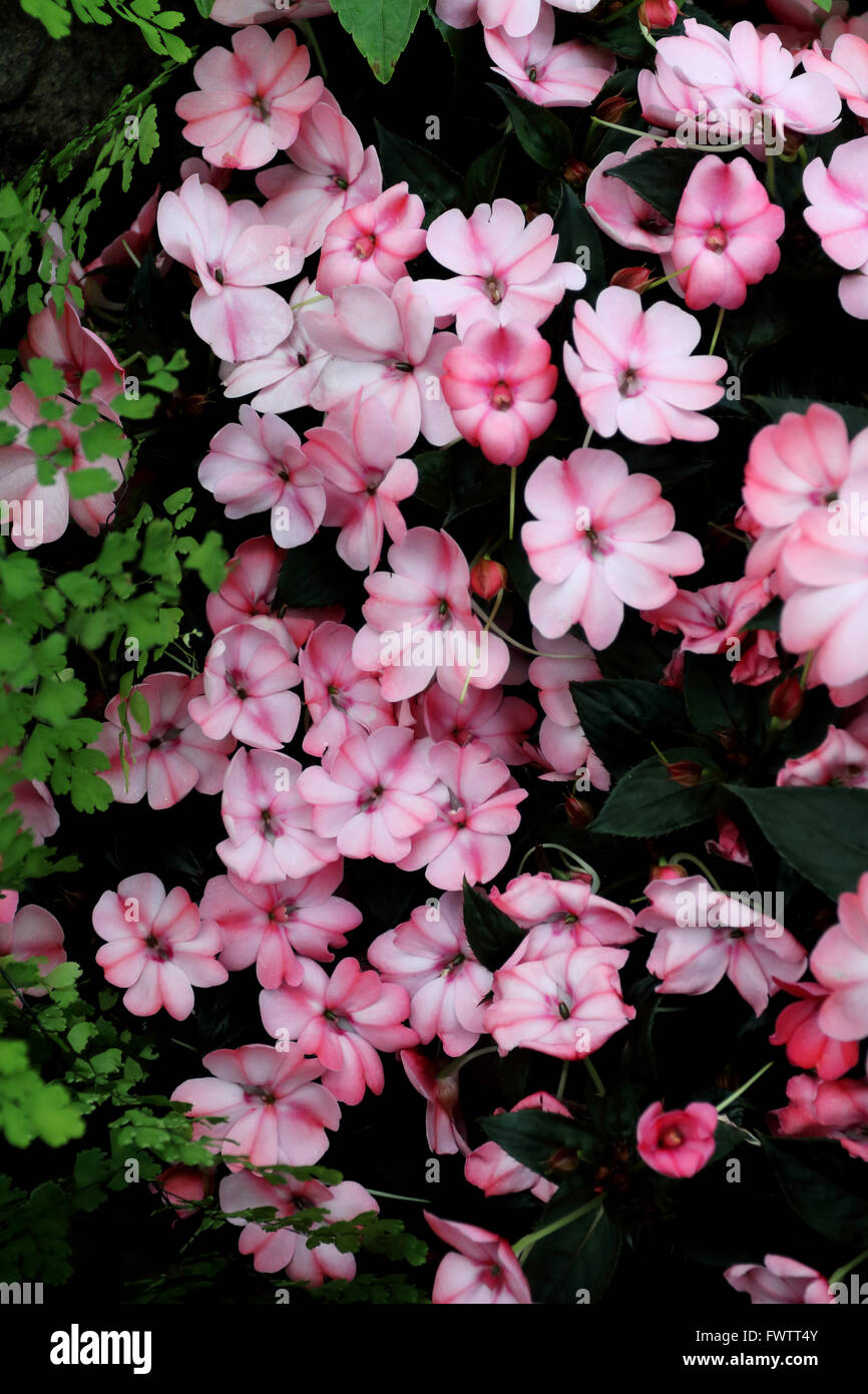 Impatiens x hawkeri or known as Impatiens, New Guinea, Infinity Pink