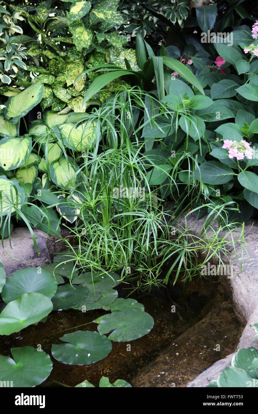 Man made pond with plants like Floating Heart or known as nymphoides peltata and Papyrus King Tut Decorative Grass Stock Photo