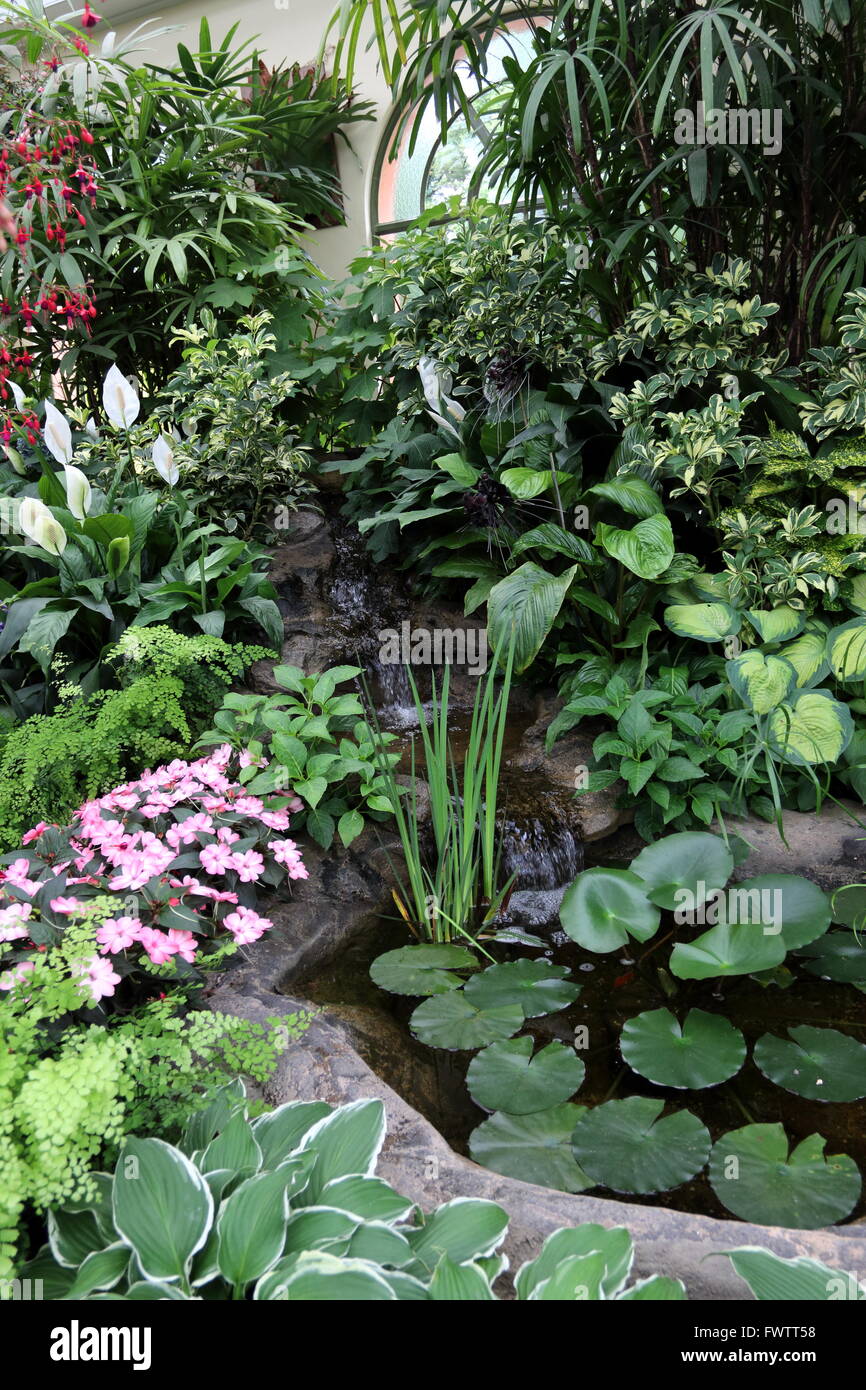 Man made pond with plants like Floating Heart or known as nymphoides peltata Stock Photo