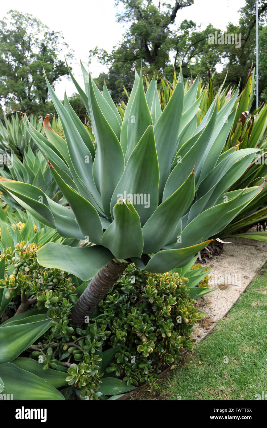 Large Agave attenuata Nova  or known as Blue form Agave Stock Photo