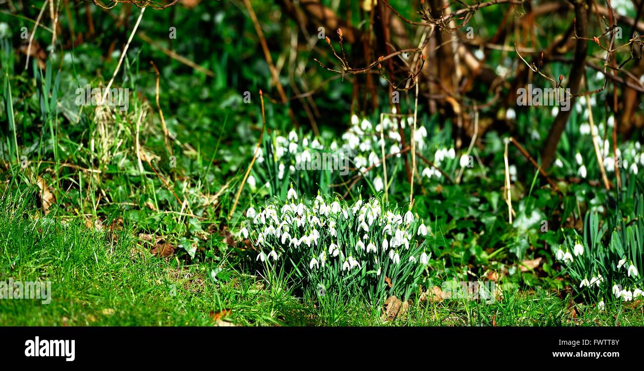 Groups of spring woodland snowdrops Stock Photo