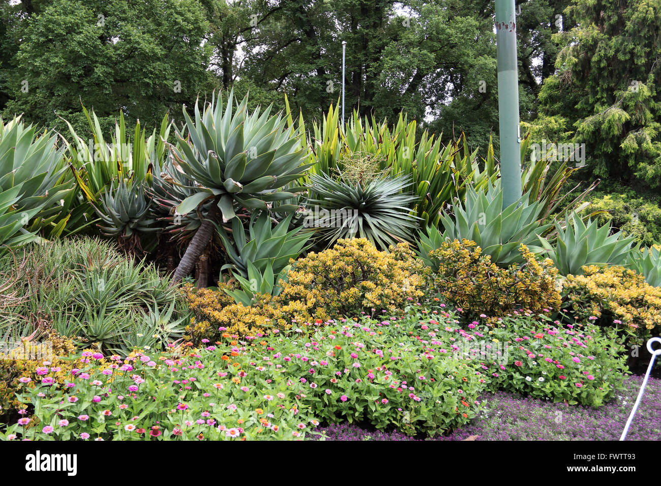 Group of desert plants like Agave, ALoe vera, Native Gymea Lily and Jade plant at Fitzroy Garden Melbourne Victoria Australia Stock Photo