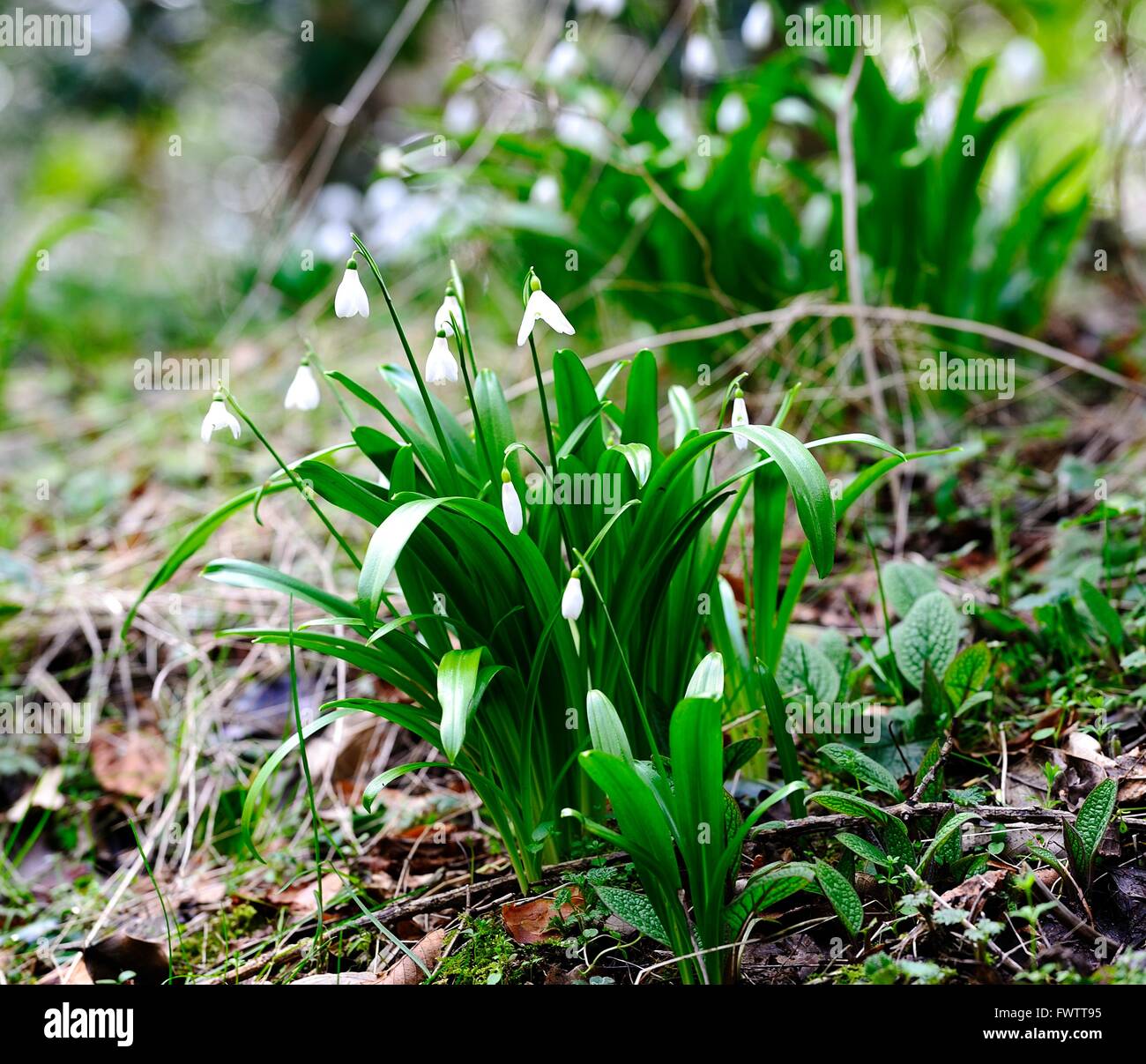 Groups of spring woodland snowdrops Stock Photo