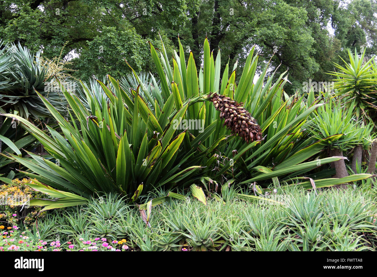 Doryanthes excelsa  or also known as Native Gymea Lily, Flame Lily, Spear Lily, Gigantic Lily, Torch Lily, lllawarra Lily Stock Photo
