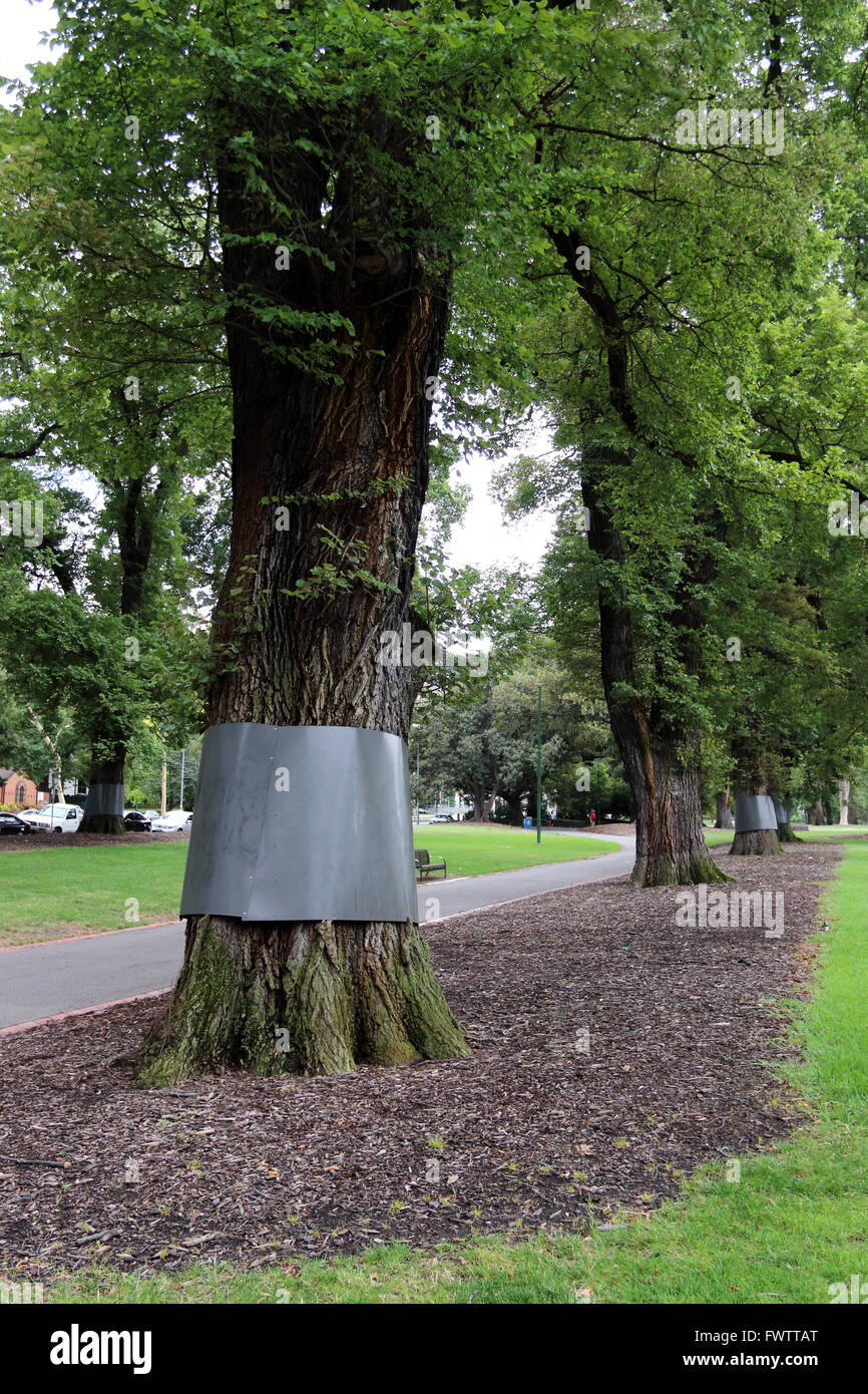Ulmus procera or known as English Elms  trees in Fitzroy Gardens wrapped in plastic barrier to deter possums Stock Photo