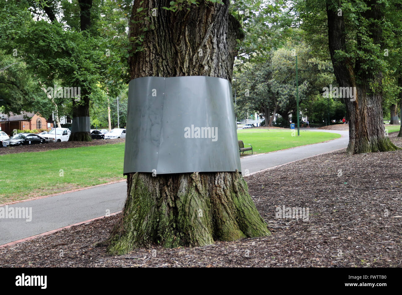 Ulmus procera or known as English Elms  trees in Fitzroy Gardens wrapped in plastic barrier to deter possums Stock Photo