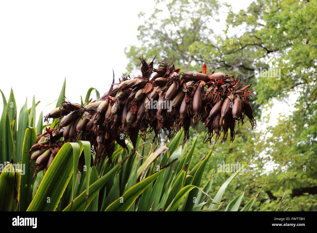 Fruits Doryanthes excelsa  or also known as Native Gymea Lily, Flame Lily, Spear Lily, Gigantic Lily, Torch Lily, lllawarra Lily Stock Photo