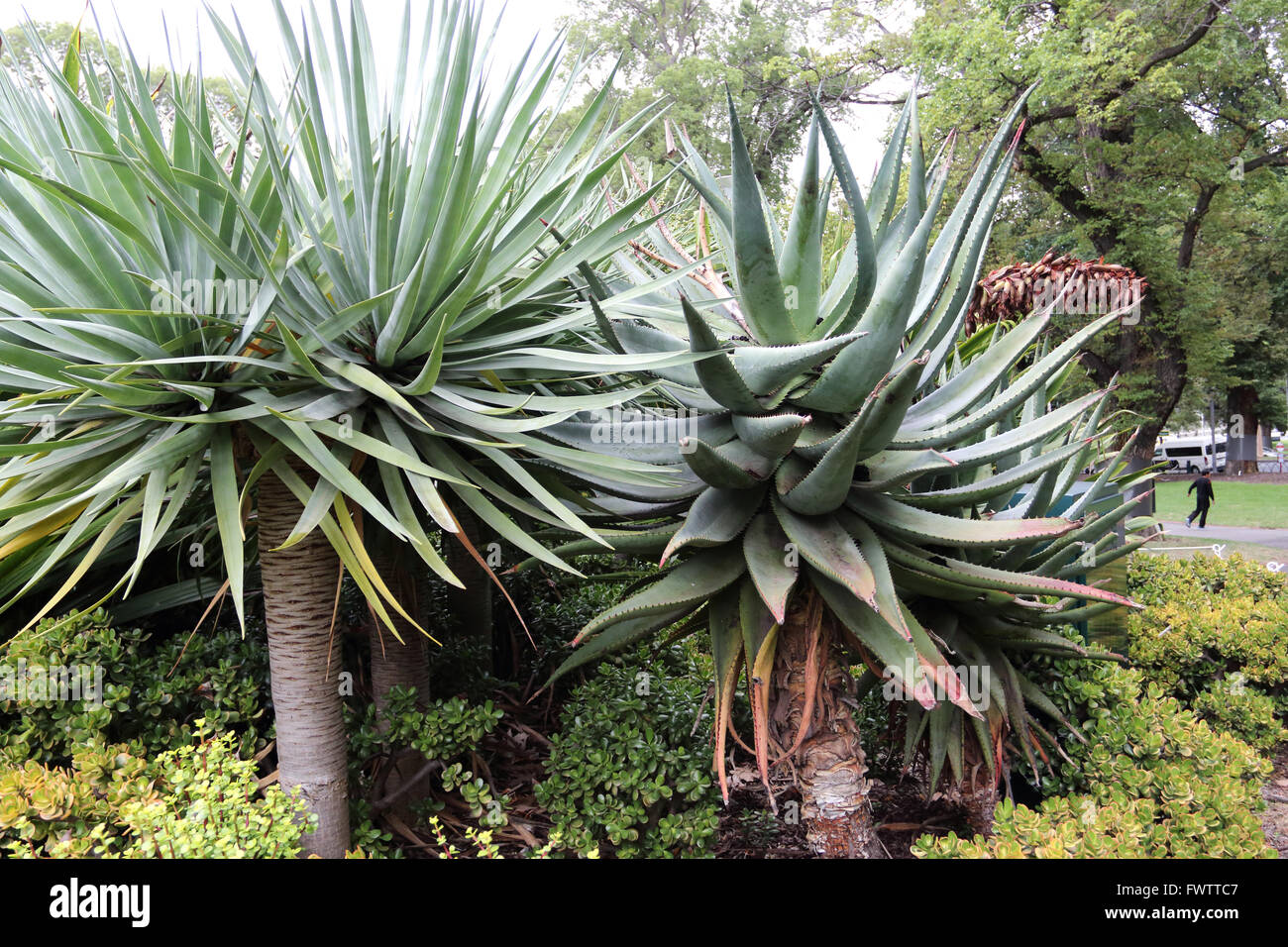Aloe ferox or known as the Cape Aloe, Bitter Aloe, Red Aloe and Tap Aloe  Stock Photo - Alamy