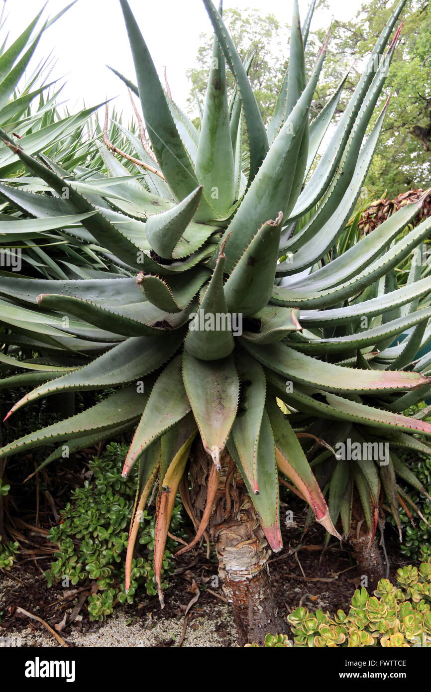 Close up of Aloe ferox or known as the Cape Aloe, Bitter Aloe, Red Aloe and  Tap Aloe Stock Photo - Alamy