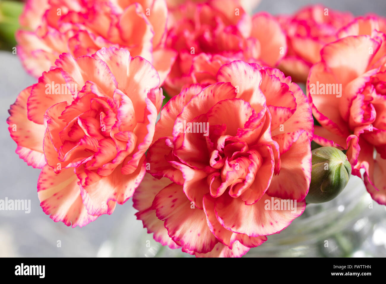 Bouquet of pink Carnations in a vase Stock Photo Alamy