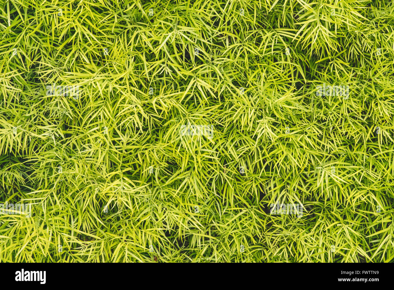 green,three fingered leaves,grass,wall,decorative wall plants Stock Photo