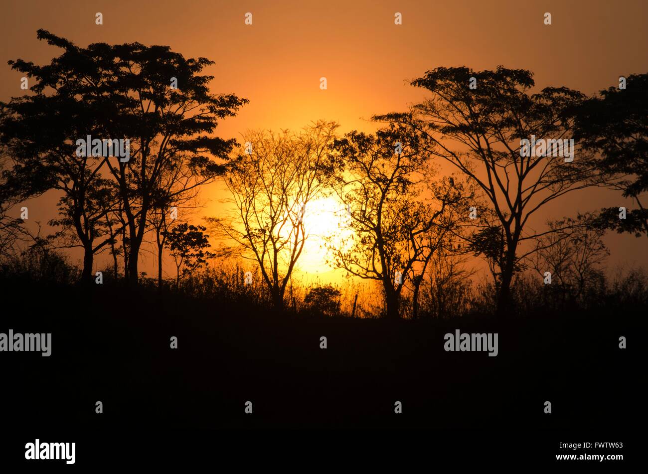 Trees silhouette sunrise Stock Photo - Alamy