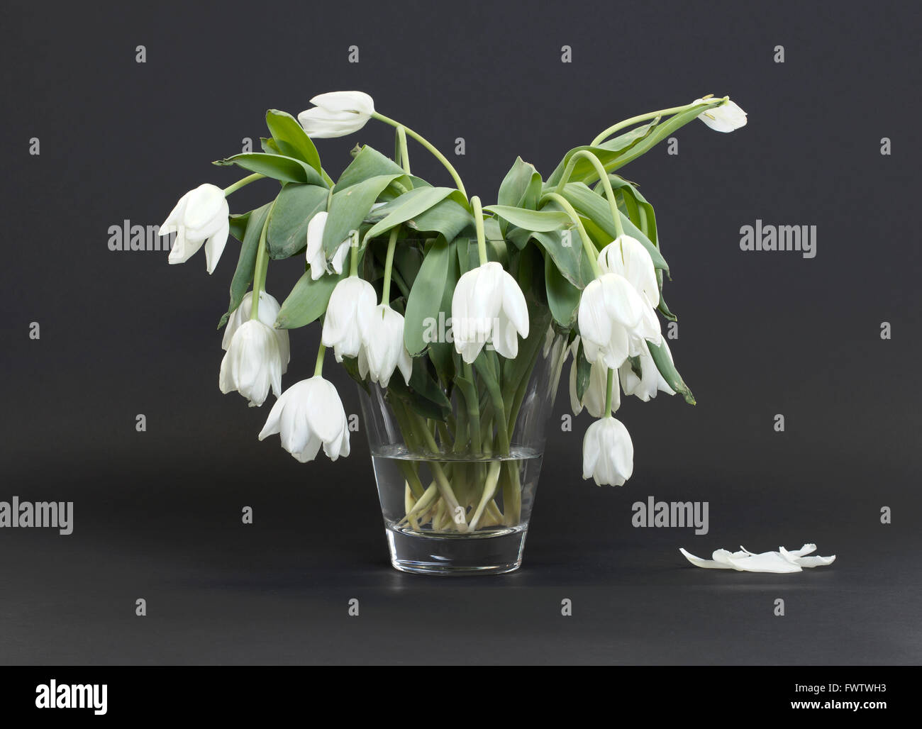 Vase full of droopy and dead flowers, white tulips Stock Photo