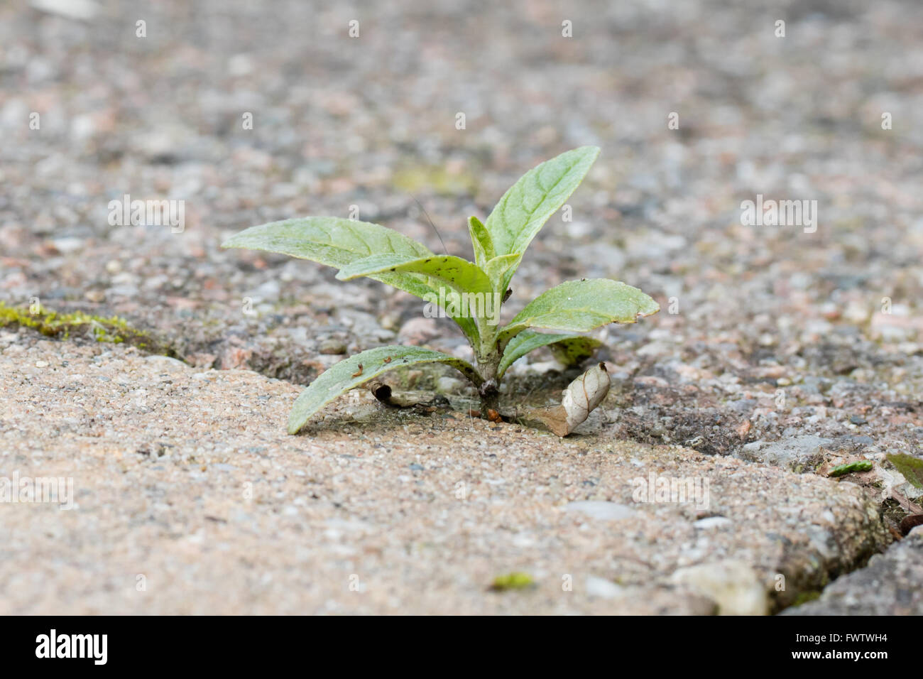 Weed growing in the cracks between patio stones, selective focus Stock Photo