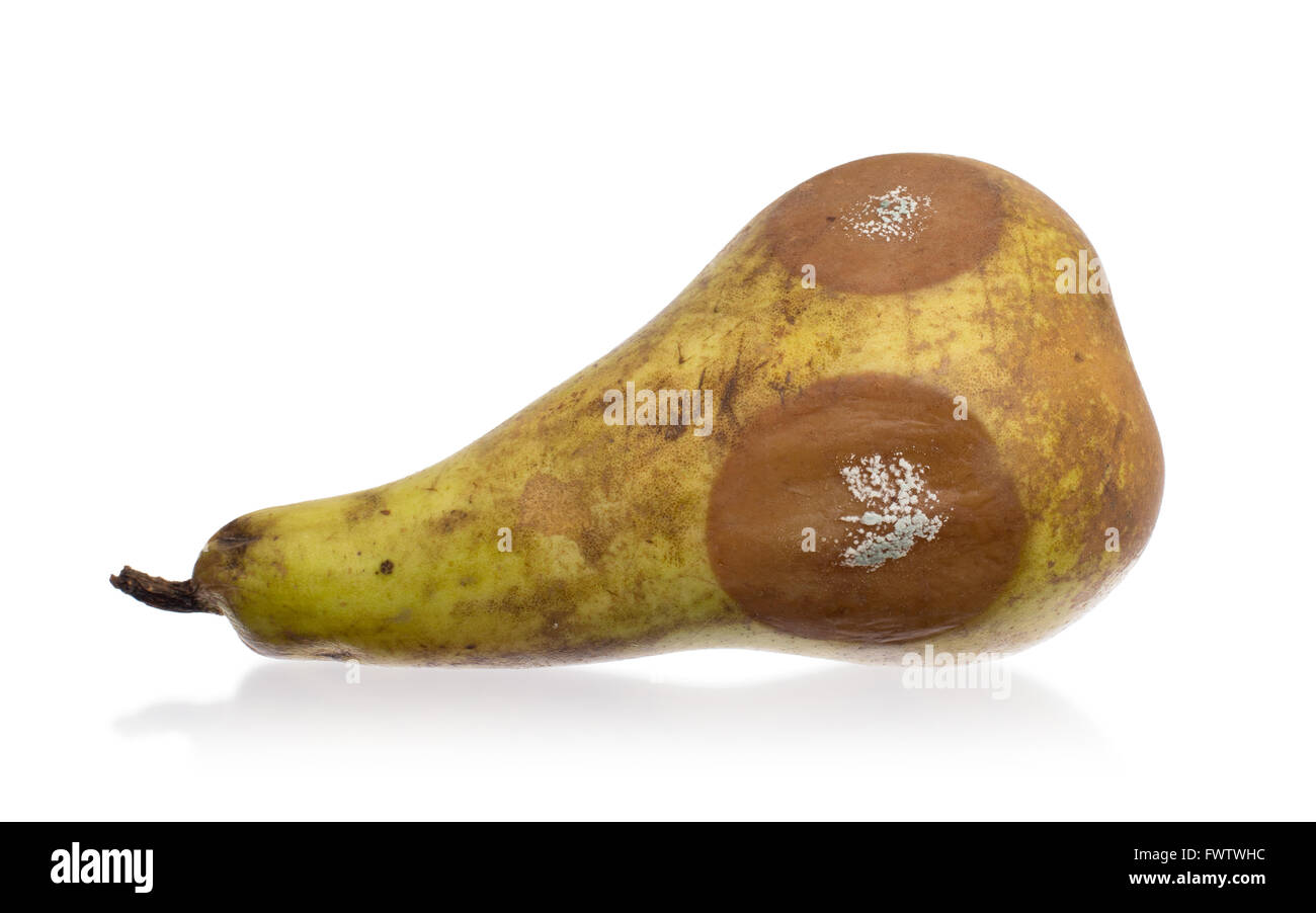 Close up of a pear with white area of fungus growing on it, isolated on white Stock Photo