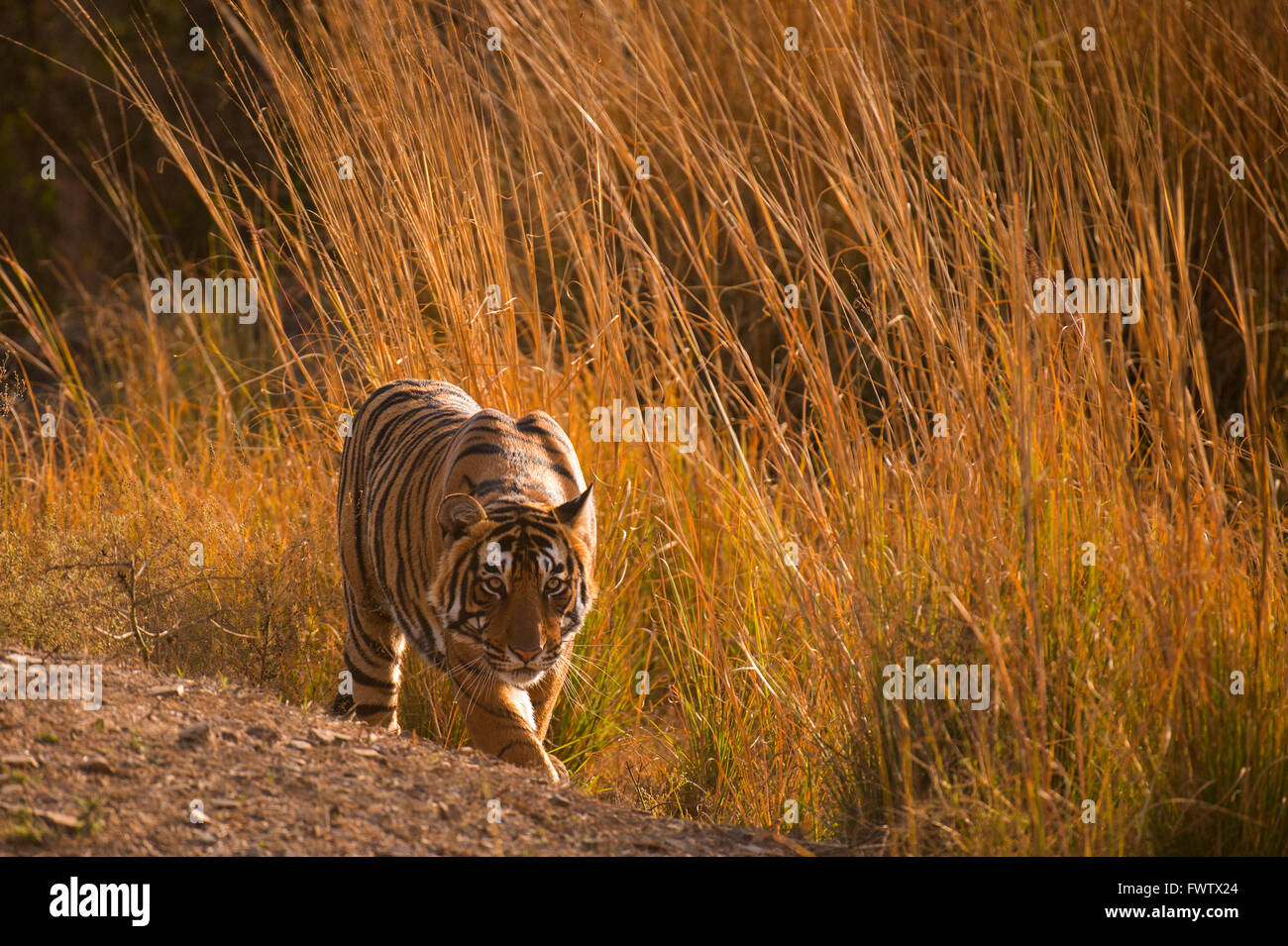 Tiger Hunting Prey