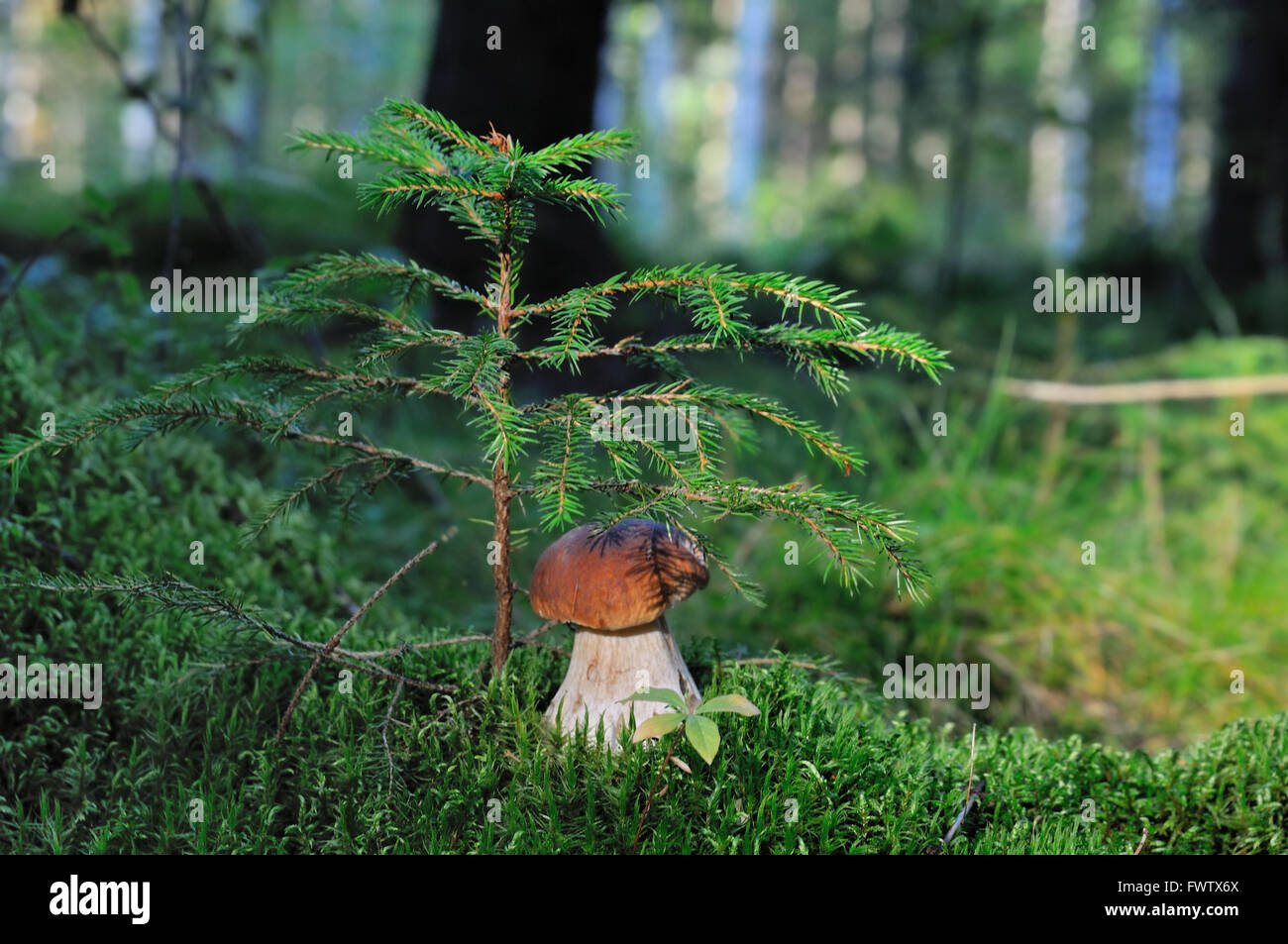 A cep (porchino, Boletus edulis lat.) is growing under the tiny fir-tree, Puumala, Finland Stock Photo
