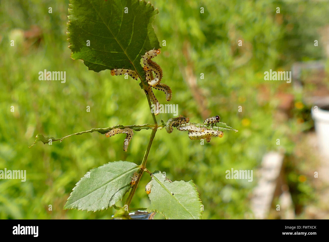 Caterpillars eat the leaves of the rose. Stock Photo