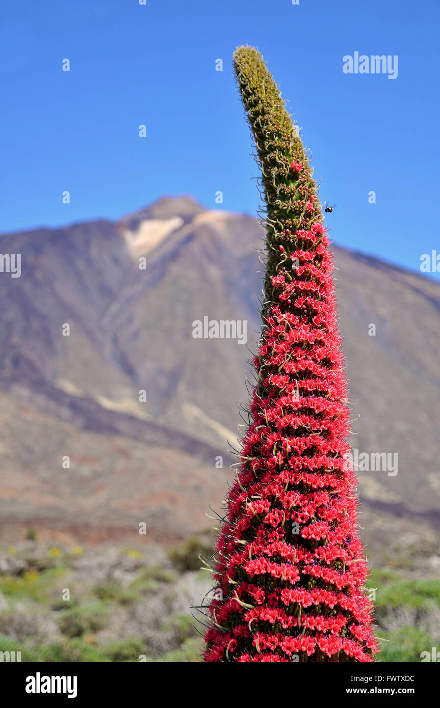 Tower of jewels flower at Tenerife Stock Photo