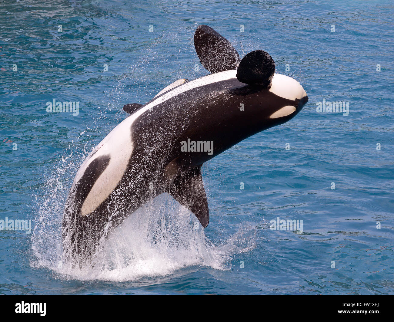 Orca Whale Jumping