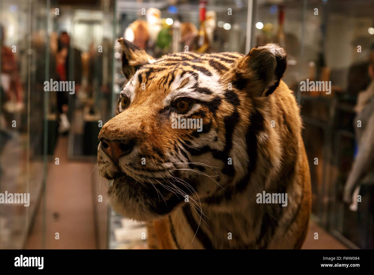 Close up detailed tiger animal view at National Museum of Prague Stock  Photo - Alamy