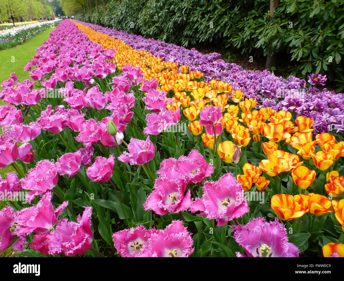 colorful beautiful tulips growing in garden Stock Photo - Alamy
