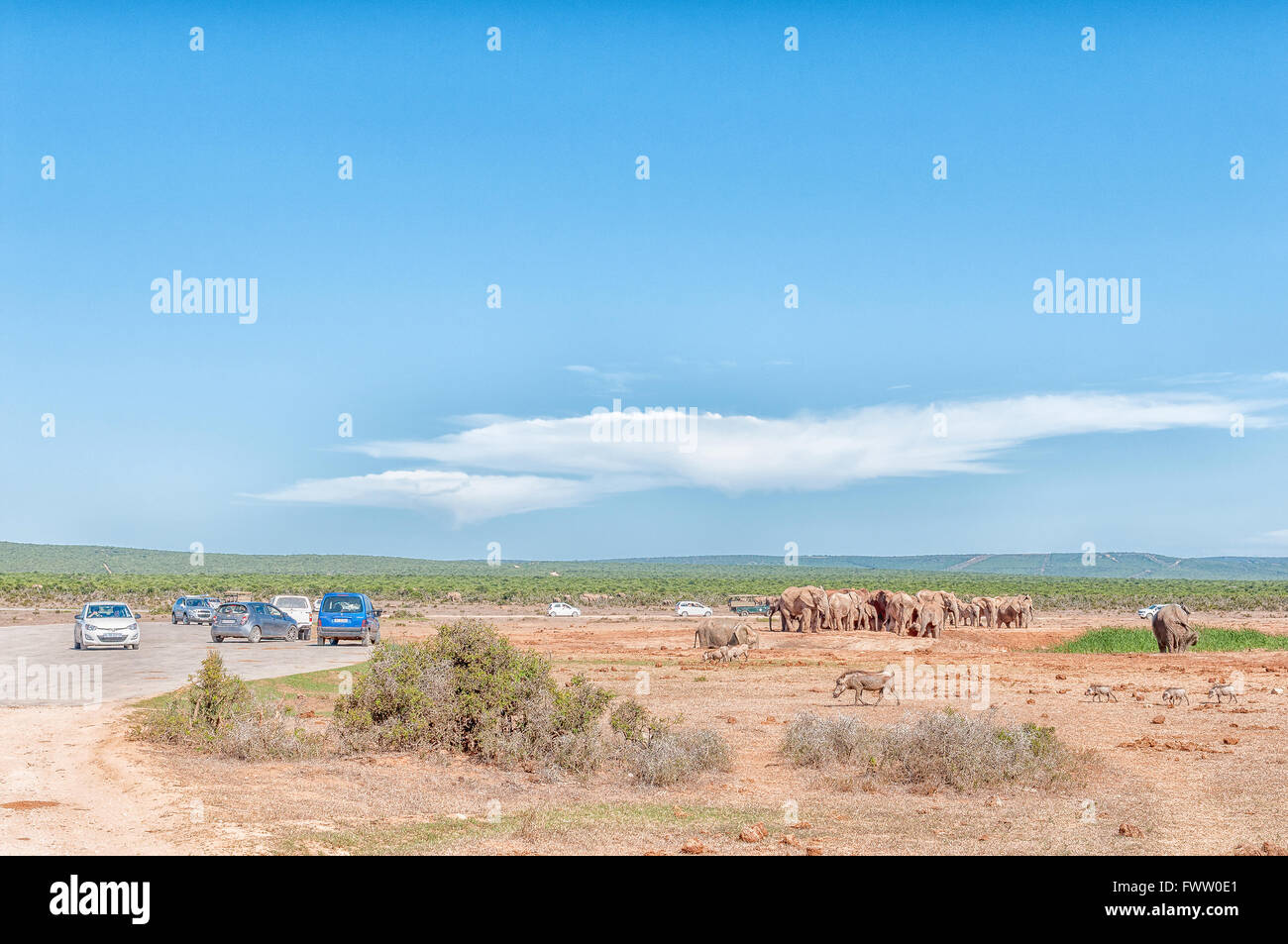 ADDO ELEPHANT NATIONAL PARK, SOUTH AFRICA - FEBRUARY 23, 2016: Tourists viewing a large group of elephants at Hapoor Dam Stock Photo