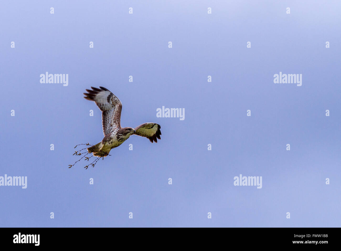 Buzzard (Buteo buteo) carrying a token of love around to impress a potential female, Yorkshire, UK Stock Photo