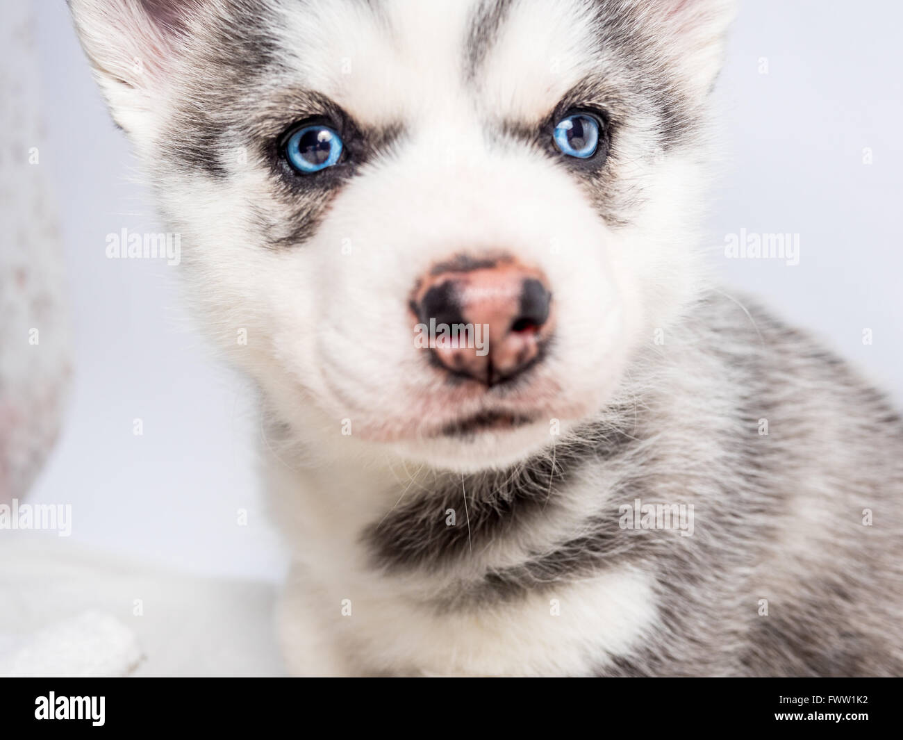 Cute Siberian husky puppy with blue eyes Stock Photo - Alamy