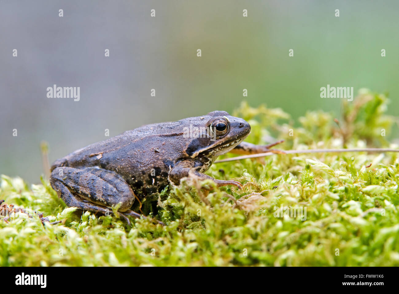 Moor frog on a moss Stock Photo