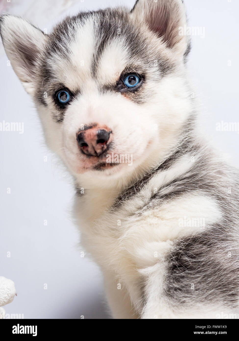 Cute Siberian husky puppy with blue eyes Stock Photo - Alamy