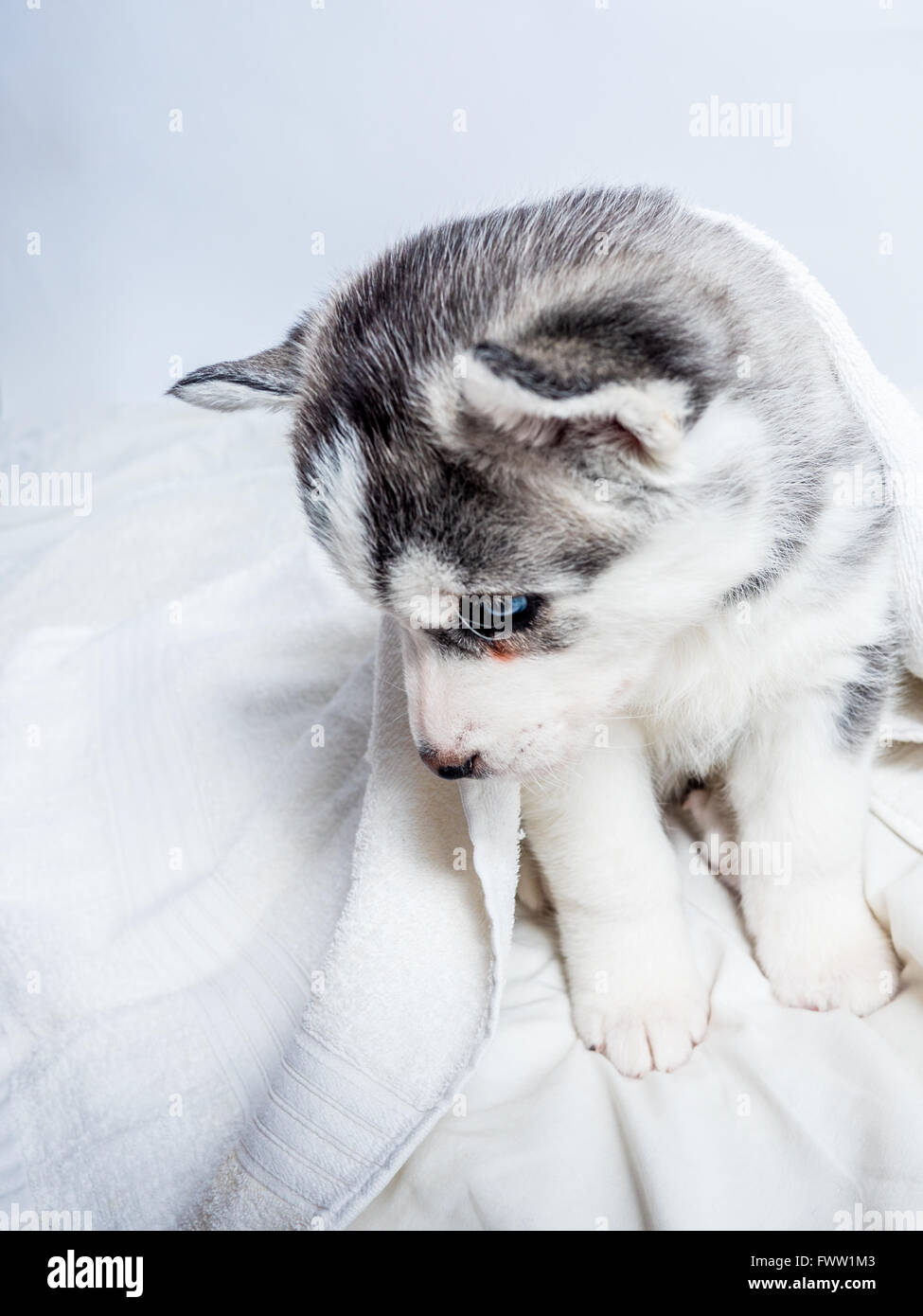 Cute Siberian Husky Puppy With Blue Eyes Stock Photo 101968387