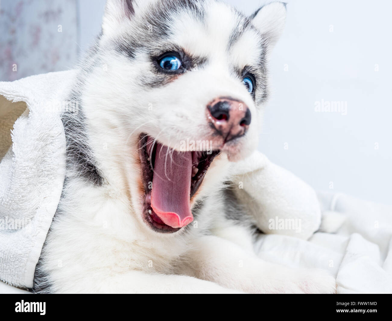 husky puppies with blue eyes