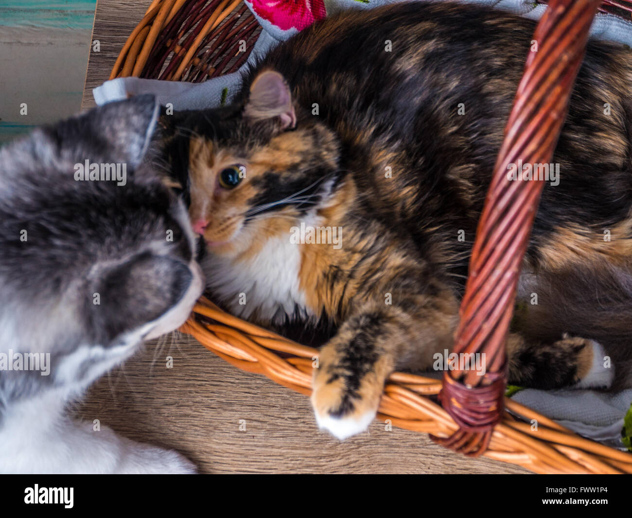 Cute siberian husky puppy  cuddling  cute kitten in the basket Stock Photo