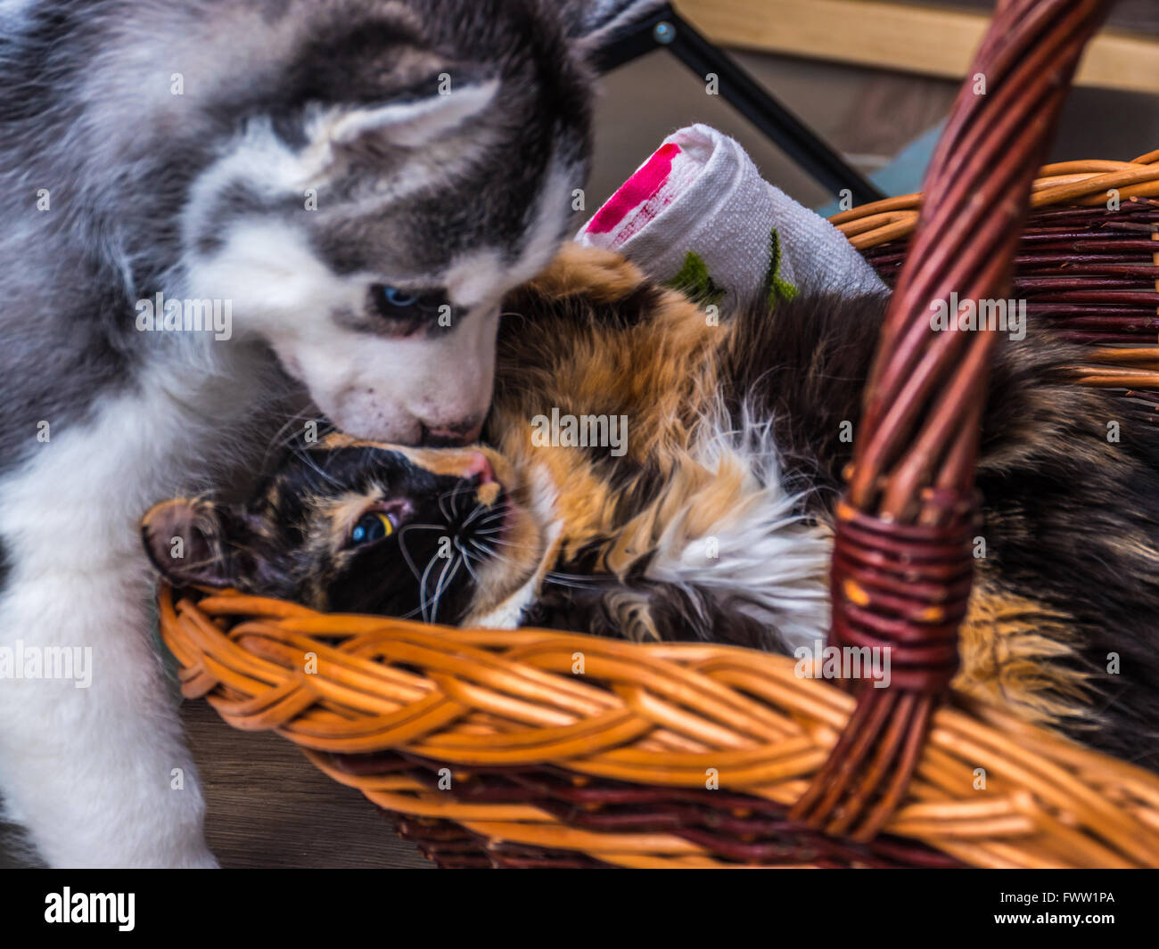Cute siberian husky puppy  cuddling  cute kitten in the basket Stock Photo