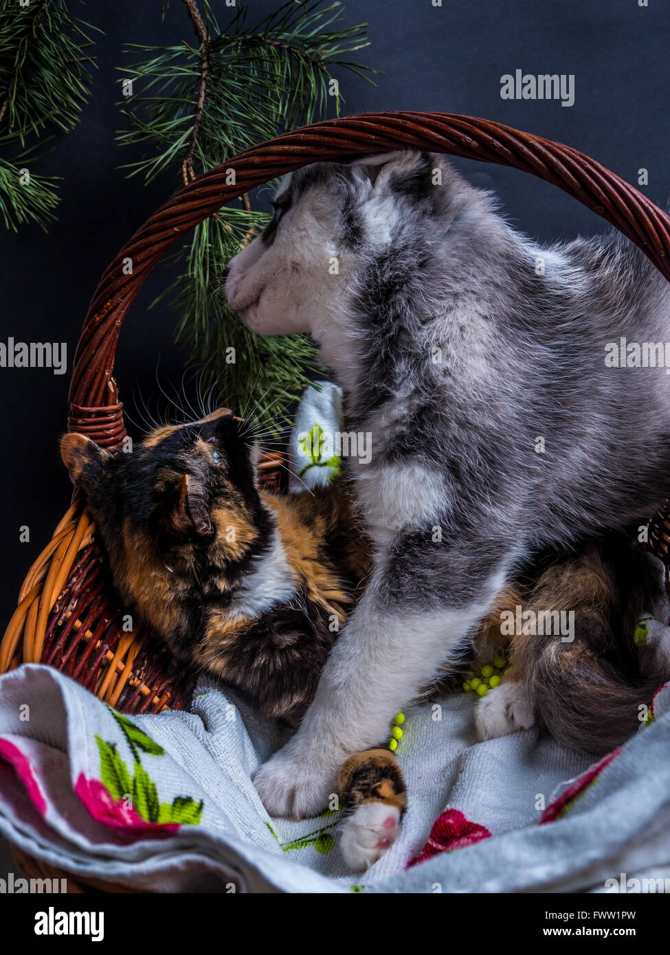 Cute siberian husky puppy  cuddling  cute kitten in the basket Stock Photo